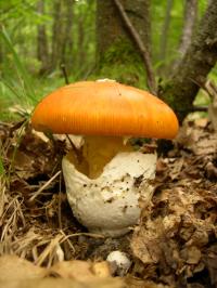 Zoom illustration 1947_Amanita_caesarea_wikimedia_Amanita_caesarea.JPG