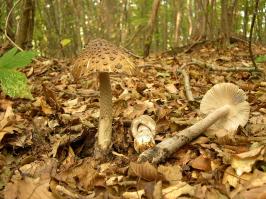 Zoom illustration 1954_Amanita_ceciliae_wikimedia_1024px-Amanita_ceciliae.jpg