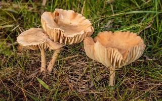 Zoom illustration 19863_Marasmius_oreades_wikimedia_Weidekringzwam_(Marasmius_oreades)._Locatie,_Paddenstoelenreservaat._31-10-2022._(actm.)_02.jpg