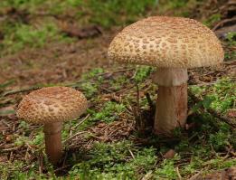Zoom illustration 1991_Amanita_rubescens_wikimedia_2011-07-30_Amanita_rubescens_1.jpg