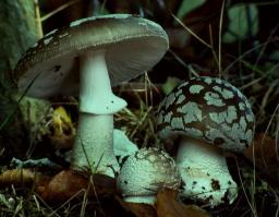 Zoom illustration 1992_Amanita_spissa_wikimedia_1280px-A.excelsa.jpg