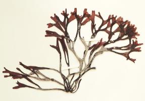 Zoom illustration 19951_Mastocarpus_stellatus_wikimedia_Mastocarpus_stellatus_19880601a.jpg