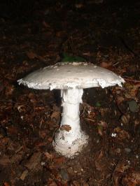 Zoom illustration 1996_Amanita_strobiliformis_wikimedia_Amanita_solitaria1.jpg