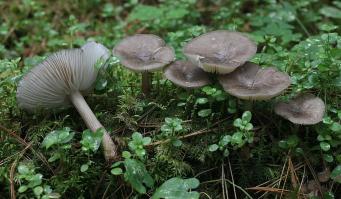 Zoom illustration 20081_Megacollybia_platyphylla_wikimedia_Megacollybia_platyphylla_20995068.jpg