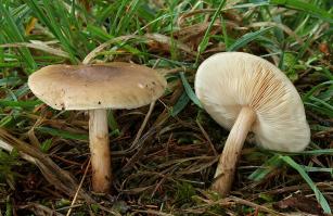 Zoom illustration 20113_Melanoleuca_cognata_wikimedia_Melanoleuca_cognata_Frühlings_Weichritterling.jpg