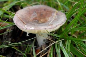 Zoom illustration 21061_Russula_ionochlora_wikimedia_Russula.ionochlora.-.lindsey.jpg