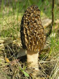 Zoom illustration 21192_Morchella_conica_wikimedia_Morchella_conica_1_beentree.jpg