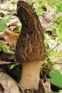 Zoom illustration 21199_Morchella_elata_wikimedia_685px-Morchella_elata_83537.jpg