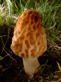 Zoom illustration 21201_Morchella_esculenta_wikimedia_Morchella_esculenta_08.jpg