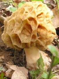 Zoom illustration 21210_Morchella_rotunda_wikimedia_Morchella_rotunda_040410w.jpg