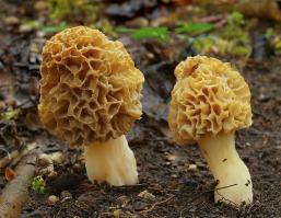 Zoom illustration 21913_Morchella_esculenta_wikimedia_2011-04-30_Morchella_esculenta.jpg