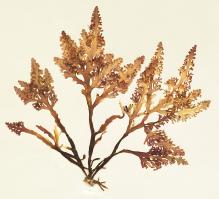 Zoom illustration 22562_Osmundea_pinnatifida_wikimedia_Osmundea-pinnatifida-19880601a.jpg