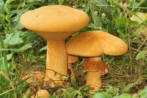 Zoom illustration 23847_Phaeolepiota_aurea_wikimedia_Phaeolepiota_aurea_10866-83fabfaacdf92ca2ba5a395f175754a4.jpg