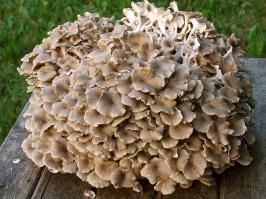 Zoom illustration 25243_Polyporus_umbellatus_wikimedia_1024px-Polyporus_umbellatus.jpg