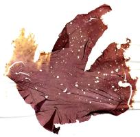 Zoom illustration 25343_Porphyra_purpurea_wikimedia_Porphyra_purpurea_Helgoland.JPG