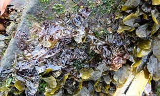 Zoom illustration 25349_Porphyra_umbilicalis_wikimedia_Membranous_Porphyra_umbilicalis_and_wrack._Laverbread._Edible_alga._Irvine,_North_Ayrshire.jpg