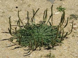 Zoom illustration 25522_Plantago_coronopus_wikimedia_Plantago_coronopus_20150506_1_(cropped).JPG
