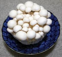 Zoom illustration 26055_Hypsizygus_Tessulatus_wikimedia_1106px-Japanese_Hokto_Bunapie_2.JPG