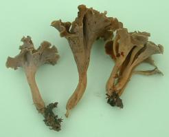 Zoom illustration 26057_Pseudocraterellus_sinuosus_wikimedia_Pseudocraerellus_sinuosus1.jpg