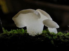 Zoom illustration 26065_Pseudohydnum_gelatinosum_wikimedia_1024px-Pseudohydnum_gelatinosum.jpg
