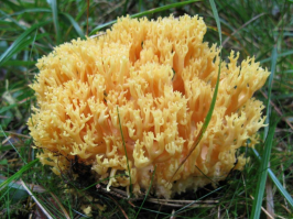 Zoom illustration 26736_Ramaria_flavescens_wikimedia_Ramaria_flavescens.png