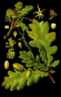 Zoom illustration 27499_Quercus_robur_wikimedia_Illustration_Quercus_robur0_cleanb.png