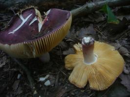 Zoom illustration 28294_Russula_alutacea_wikimedia_Russula_alutacea_(Fr.)_Fr._(306468).jpg