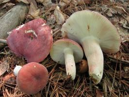 Zoom illustration 28298_Russula_amoena_wikimedia_2010-07-11_Russula_amoena_Quél._1881_93278.jpg