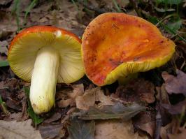 Zoom illustration 28302_Russula_aurata_wikimedia_1024px-Russula_Aurea_cropped.jpg