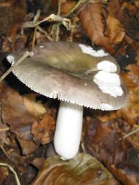 Zoom illustration 28321_Russula_cyanoxantha_wikimedia_0_Russula_cyanoxantha.jpg