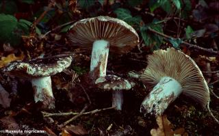 Zoom illustration 28361_Russula_nigricans_wikimedia_Russ_nig.jpg