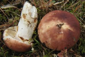 Zoom illustration 28413_Russula_vesca_wikimedia_2007-07-28_Russula_vesca_Fr_30066.jpg