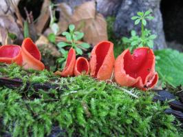 Zoom illustration 29084_Sarcoscypha_coccinea_wikimedia_1024px-Sarcoscypha_coccinea_74716.jpg
