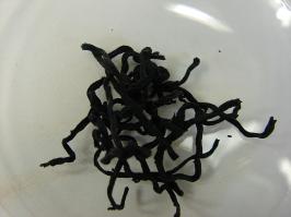Zoom illustration 29115_Sargassum_fusiforme_wikimedia_Hijiki1.JPG