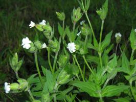 Zoom illustration 30985_Silene_latifolia_wikimedia_Baltaziedis_sakinys_resize.JPG
