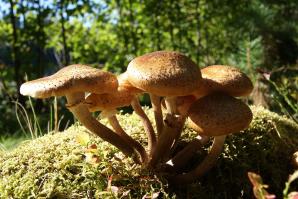 Zoom illustration 3154_Armillaria_borealis_wikimedia_Põhja-külmaseen.JPG