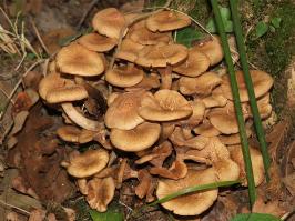 Zoom illustration 3169_Armillaria_tabescens_wikimedia_Armillaria_tabescens.JPG