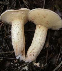 Zoom illustration 38124_Suillus_bellini_wikimedia_890px-2011-11-21_Suillus_bellinii_(Inzenga)_Kuntze_183888_crop.jpg
