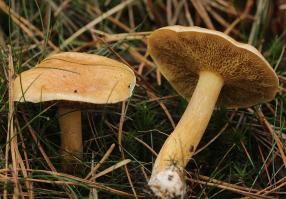Zoom illustration 38125_Suillus_bovinus_wikimedia_Suillus_bovinus_(37679535334)_cropped.jpg