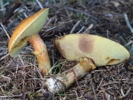 Zoom illustration 38134_Suillus_grevillei_wikimedia_Suillus-grevillei-Goldröhrling_cropped.jpg