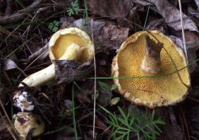Zoom illustration 38144_Suillus_sibiricus_wikimedia_Suillus_sibiricus_72213.jpg