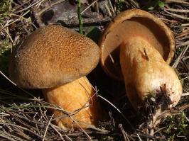 Zoom illustration 38148_Suillus_variegatus_wikimedia_Suillus_variegatus_G28.jpg