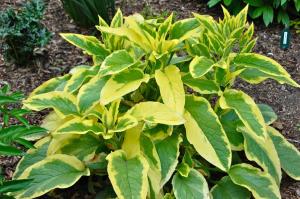 Zoom illustration 38229_Symphytum_x_uplandicum_garden_products-AxminsterGoldweb.jpg
