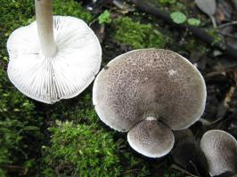 Zoom illustration 39423_Tricholoma_atrosquamosum_wikimedia_Tricholoma_atrosquamosum_186463.jpg