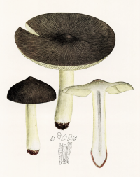 Zoom illustration 39460_Tricholoma_portentosum_wikimedia_Bresadola_-_Tricholoma_portentosum.png