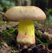Zoom illustration 39464_Butyriboletus_fechtneri_wikimedia_Butyriboletus_fechtneri_2.jpg