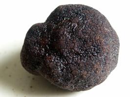 Zoom illustration 39793_Tuber_melanosporum_wikimedia_Truffe_noire_du_Périgord.jpg