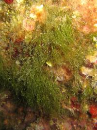 Zoom illustration 39941_Ulva_compressa_wikimedia_Ulva_compressa.jpg