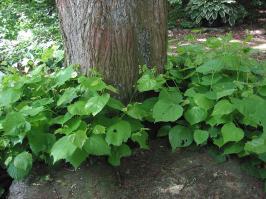 Zoom illustration 40181_Tilia_x_europaea_wikimedia_1024px-Hollandse_linde_opslag_(Tilia_×_europaea).jpg