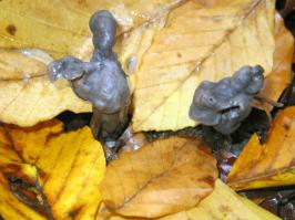 Zoom illustration 40446_Helvella_sulcata_wikimedia_Helvella_sulcata.jpg